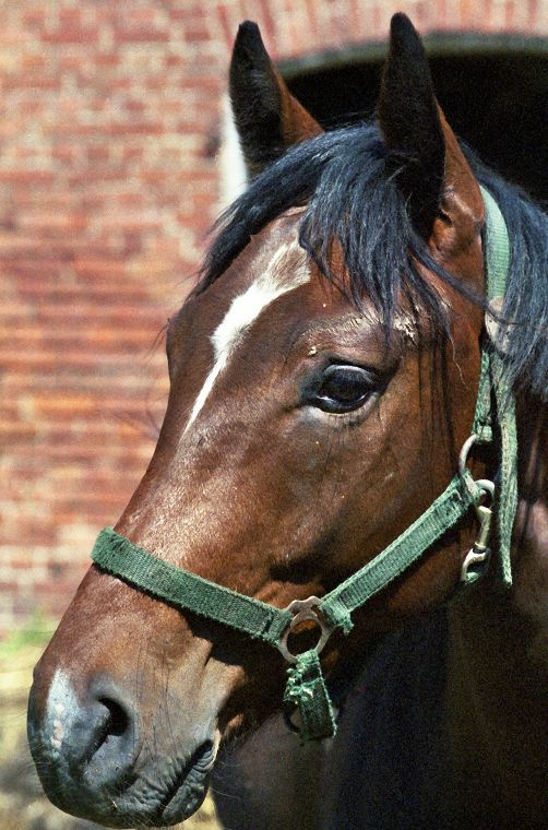 Schimmel - Appaloosa-Pferde - Fohlen - Pferde - Stuten - Hengste
