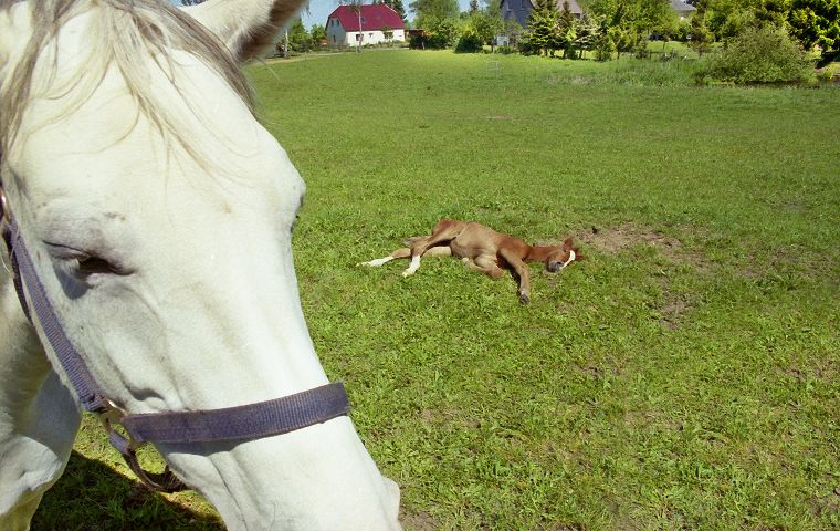Schimmel - Appaloosa-Pferde - Fohlen - Pferde - Stuten - Hengste