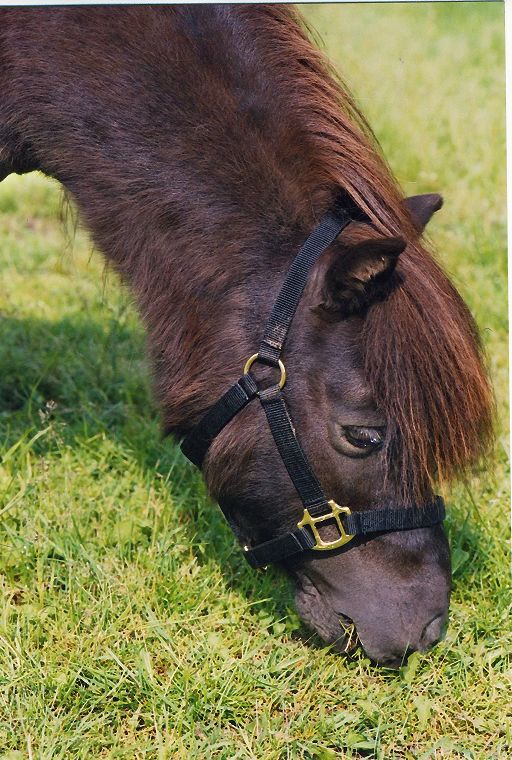 Schimmel - Appaloosa-Pferde - Fohlen - Pferde - Stuten - Hengste