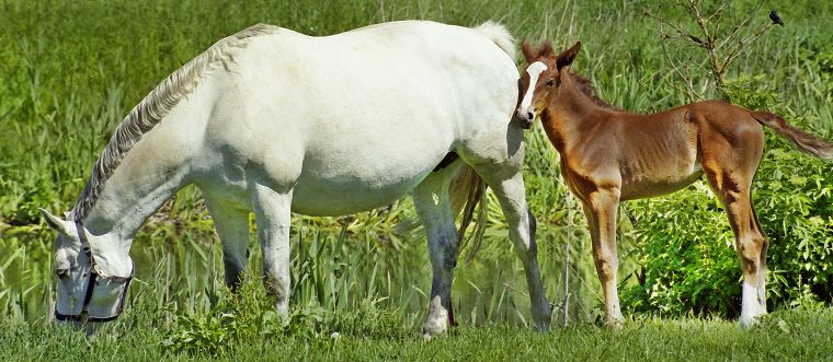 Schimmel - Appaloosa-Pferde - Fohlen - Pferde - Stuten - Hengste