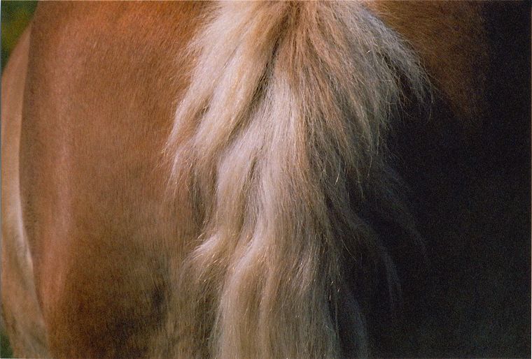 Pferde - Stuten - Hengste
