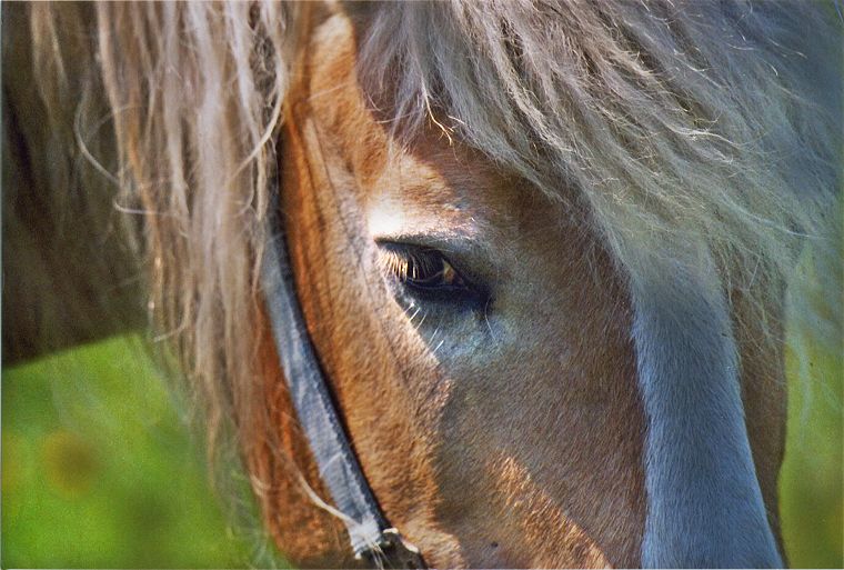 Schimmel - Appaloosa-Pferde - Fohlen - Pferde - Stuten - Hengste