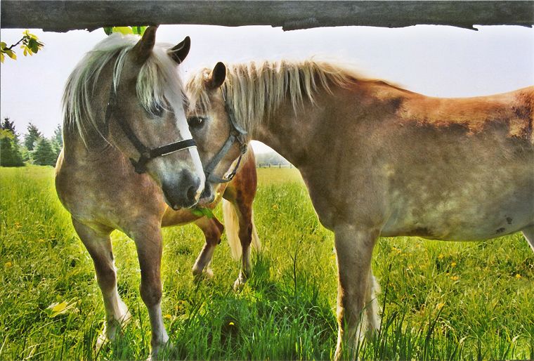 Schimmel - Appaloosa-Pferde - Fohlen - Pferde - Stuten - Hengste