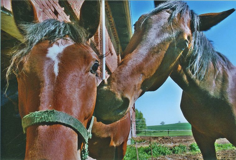 Schimmel - Appaloosa-Pferde - Fohlen - Pferde - Stuten - Hengste