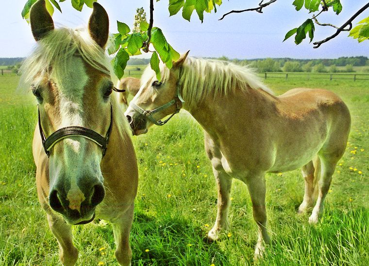 Schimmel - Appaloosa-Pferde - Fohlen - Pferde - Stuten - Hengste