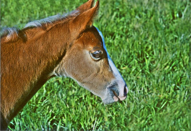Fohlen - Schimmel - Appaloosa-Pferde - Pferde - Stuten - Hengste