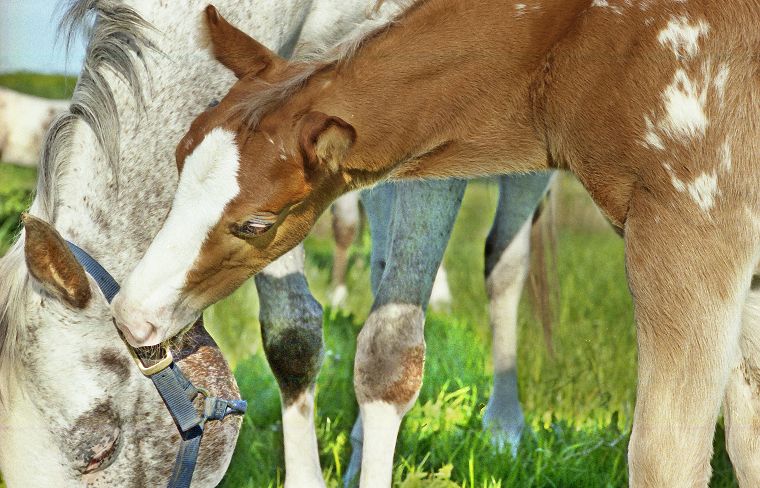 Fohlen - Pferde - Stuten - Hengste