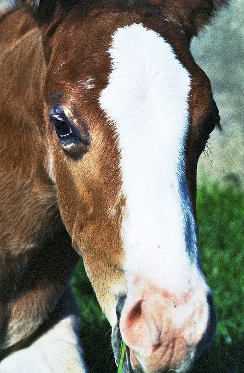 Schimmel - Appaloosa-Pferde - Fohlen - Pferde - Stuten - Hengste