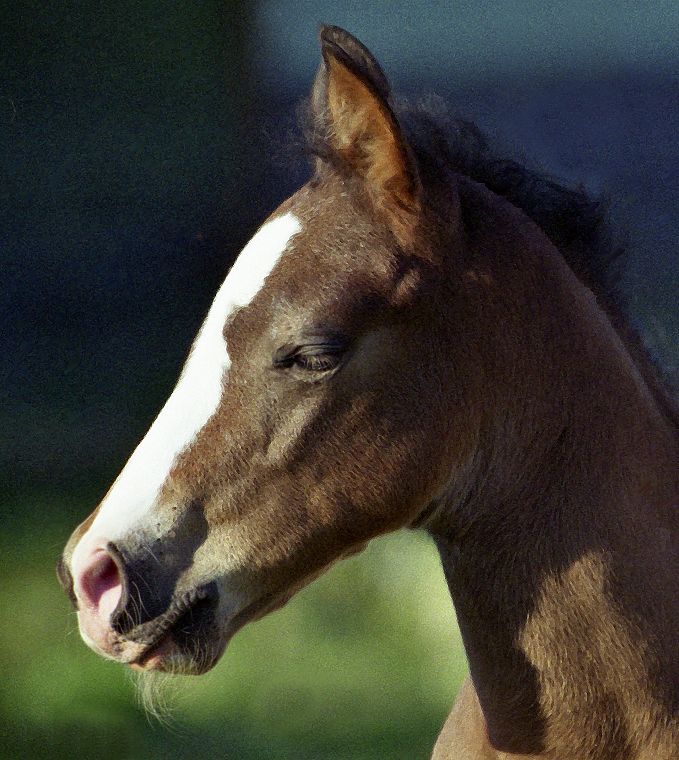 Schimmel - Appaloosa-Pferde - Fohlen - Pferde - Stuten - Hengste