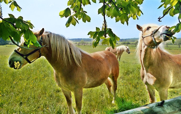 Schimmel - Appaloosa-Pferde - Fohlen - Pferde - Stuten - Hengste