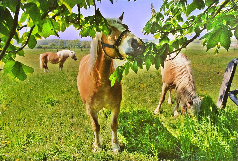 Schimmel - Appaloosa-Pferde - Fohlen - Pferde - Stuten - Hengste