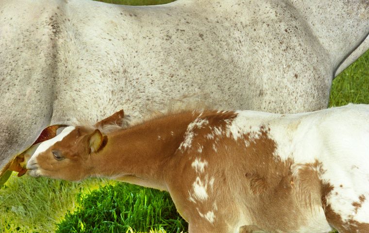 Fohlen - Pferde - Stuten - Hengste