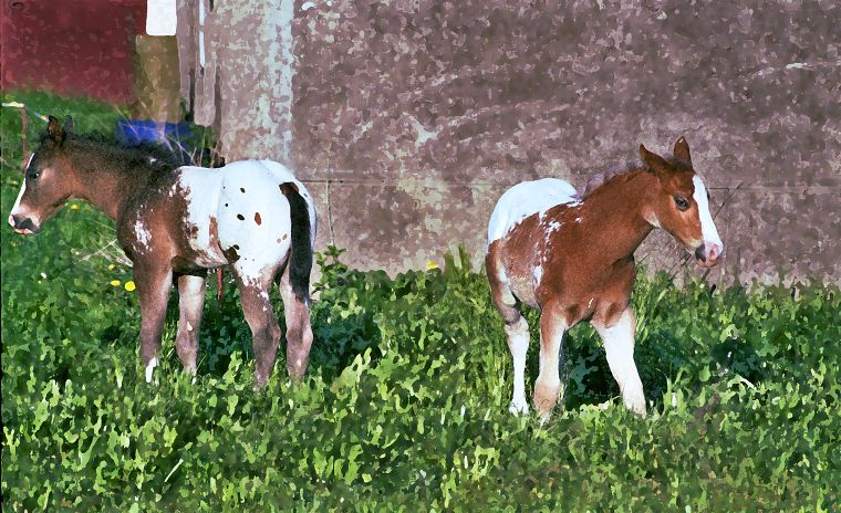 Schimmel - Appaloosa-Pferde - Fohlen - Pferde - Stuten - Hengste