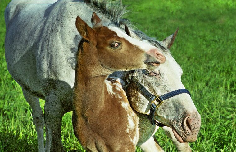 Schimmel - Appaloosa-Pferde - Fohlen - Pferde - Stuten - Hengste
