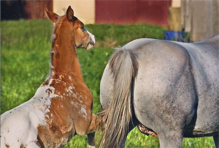 Schimmel - Appaloosa-Pferde - Fohlen - Pferde - Stuten - Hengste