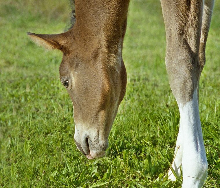 Schimmel - Appaloosa-Pferde - Fohlen - Pferde - Stuten - Hengste