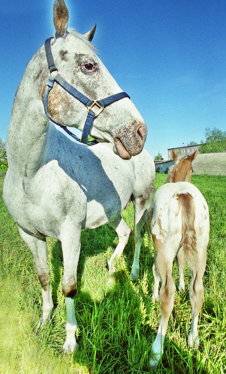 Fohlen - Pferde - Stuten - Hengste