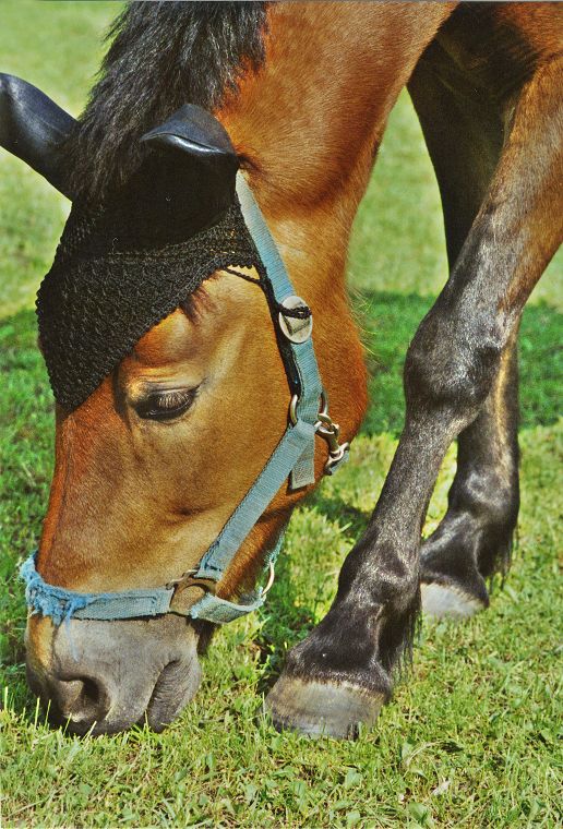 Fohlen - Pferde - Stuten - Hengste