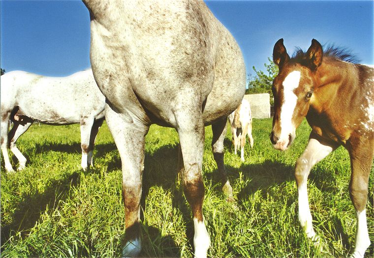 Fohlen - Pferde - Stuten - Hengste