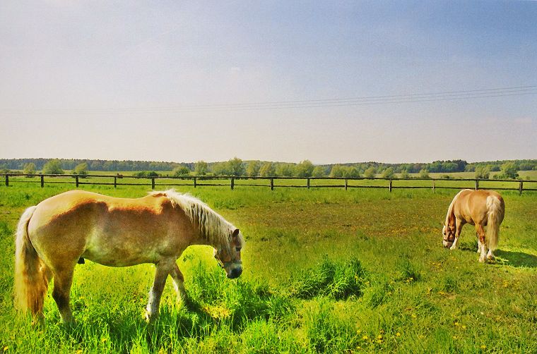 Fohlen - Pferde - Stuten - Hengste