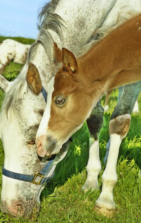 Haflinger - Fohlen - Pferde - Stuten - Hengste