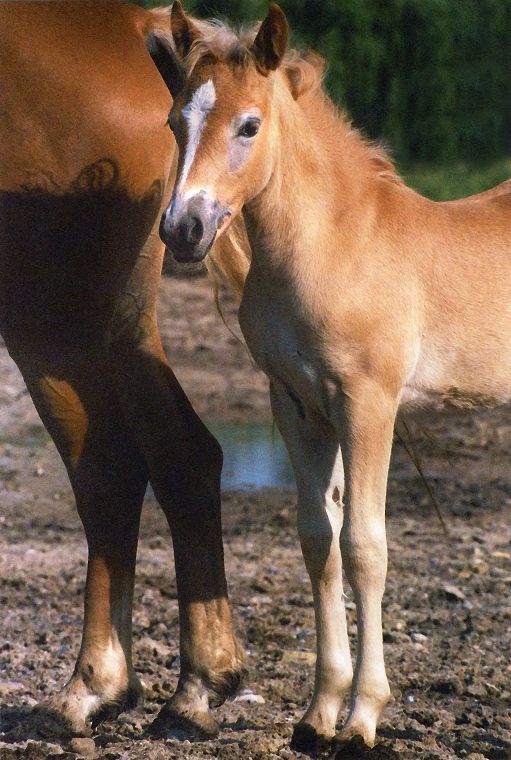 Fohlen - Pferde - Stuten - Hengste