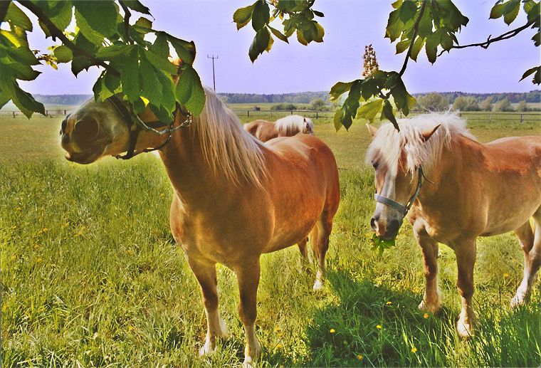 Haflinger - Fohlen - Pferde - Stuten - Hengste