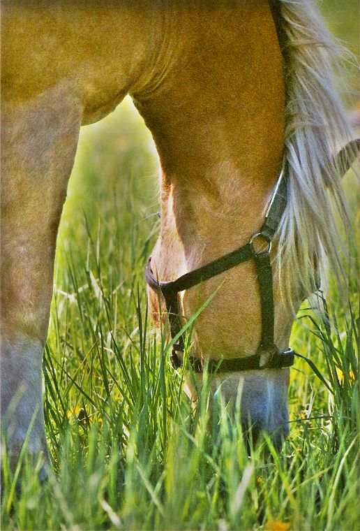 Haflinger - Fohlen - Pferde - Stuten - Hengste