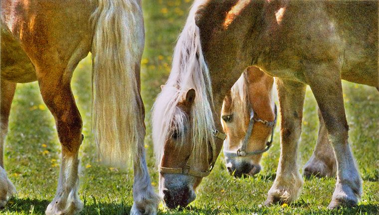 Fohlen - Pferde - Stuten - Hengste