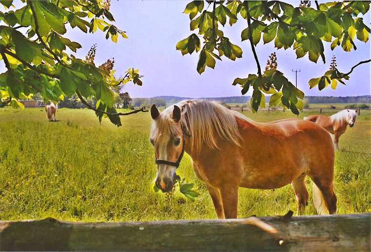 Schimmel - Appaloosa-Pferde - Fohlen - Pferde - Stuten - Hengste