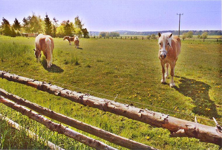 Schimmel - Appaloosa-Pferde - Fohlen - Pferde - Stuten - Hengste