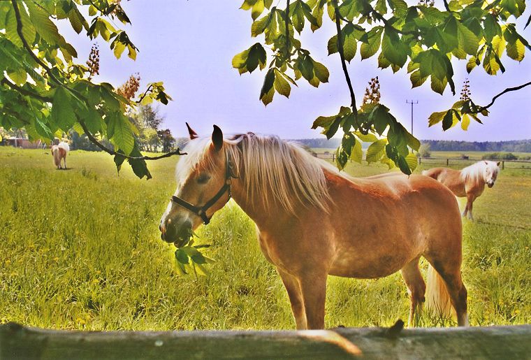 Haflinger - Pferde - Stuten - Hengste