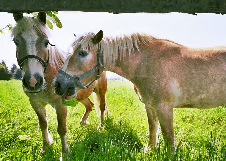 Haflinger - Pferde - Stuten - Hengste