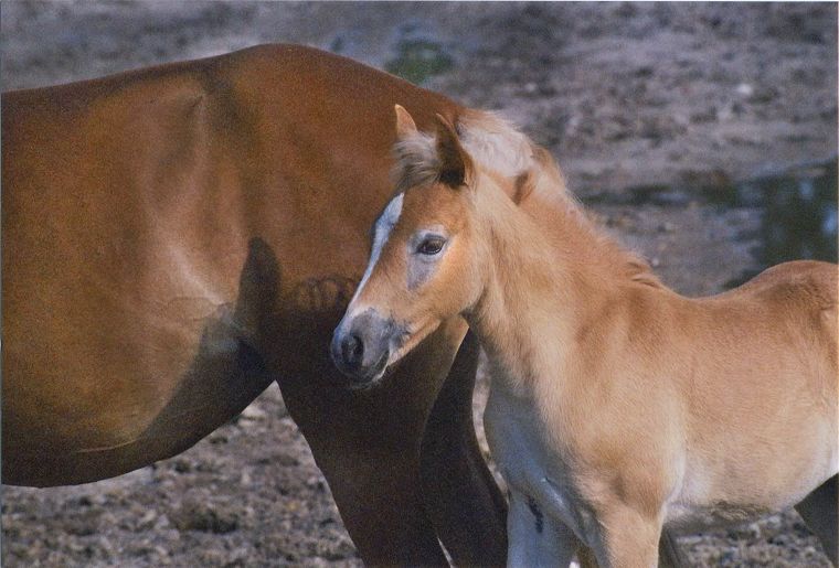 Haflinger - Schimmel - Appaloosa-Pferde - Fohlen - Pferde - Stuten - Hengste