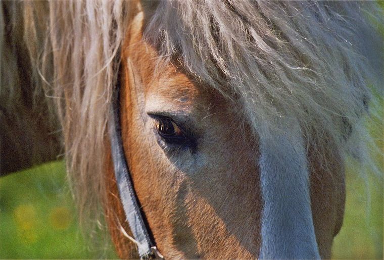 Haflinger - Schimmel - Appaloosa-Pferde - Fohlen - Pferde - Stuten - Hengste