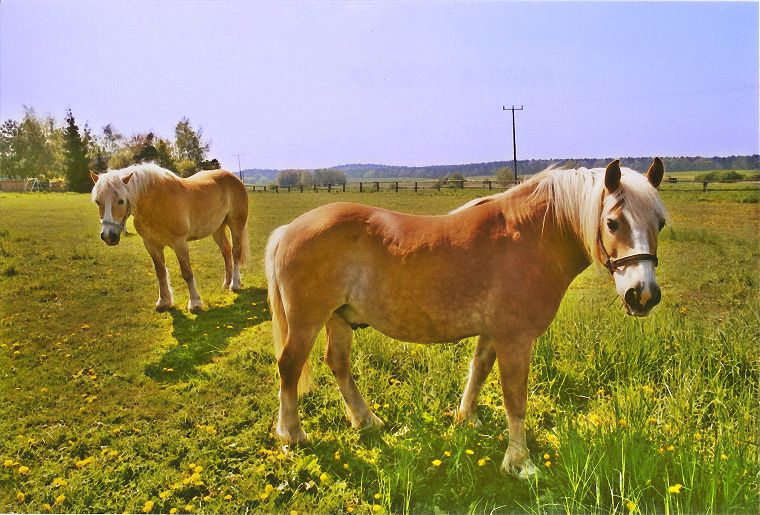 Haflinger - Schimmel - Appaloosa-Pferde - Fohlen - Pferde - Stuten - Hengste
