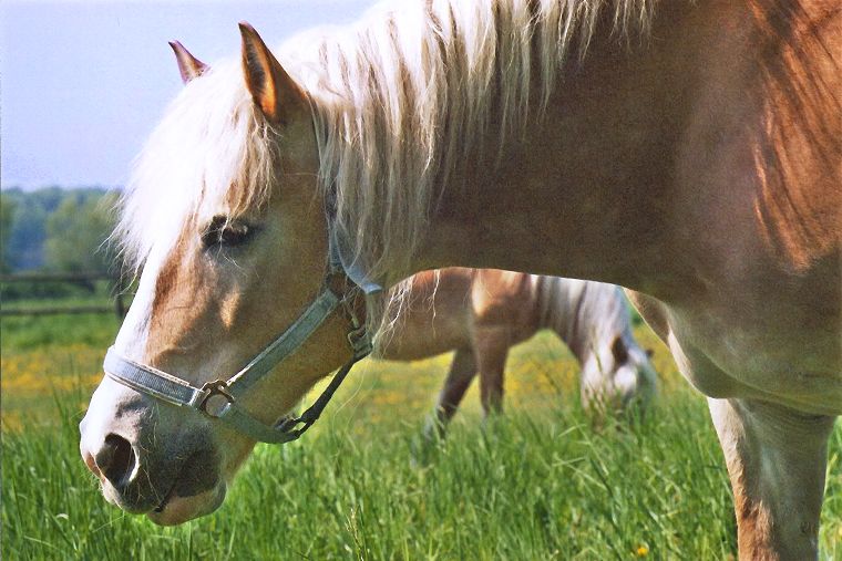 Haflinger - Stute und Fohlen
