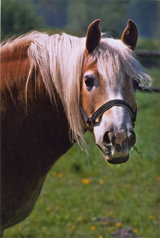 Haflinger - Schimmel - Appaloosa-Pferde - Fohlen - Pferde - Stuten - Hengste