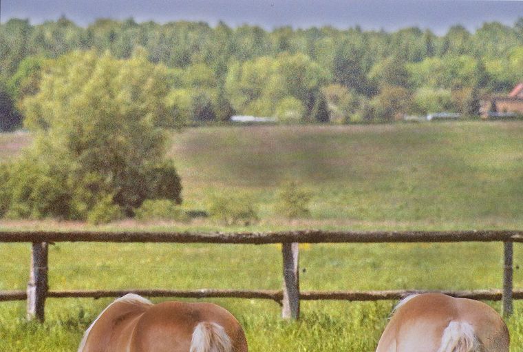 Haflinger - Schimmel - Appaloosa-Pferde - Fohlen - Pferde - Stuten - Hengste