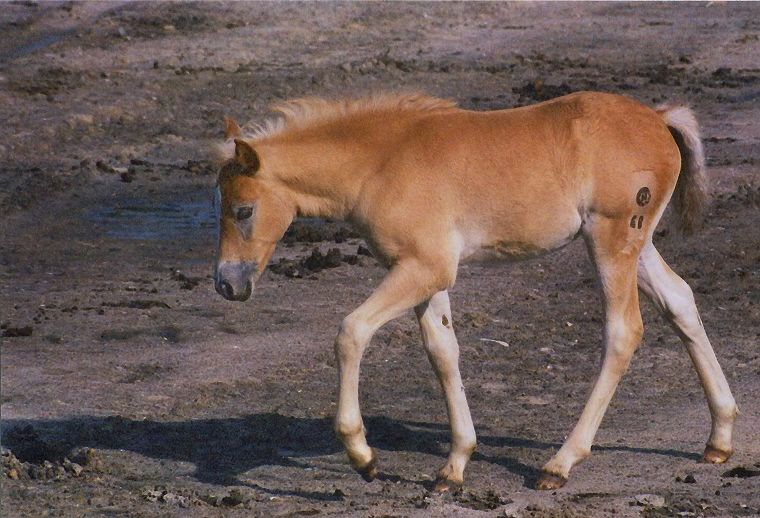 Haflinger - Schimmel - Appaloosa-Pferde - Fohlen - Pferde - Stuten - Hengste