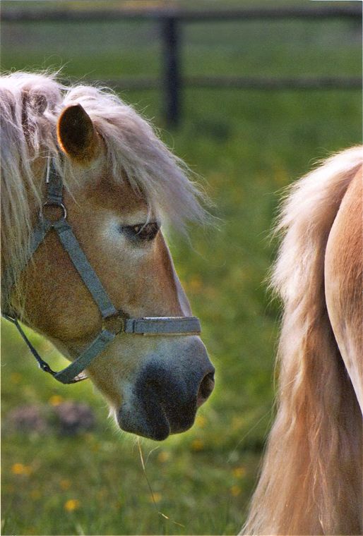 Haflinger - Stute und Fohlen