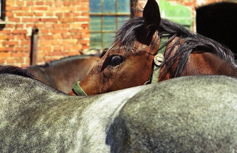 Haflinger - Schimmel - Appaloosa-Pferde - Fohlen - Pferde - Stuten - Hengste