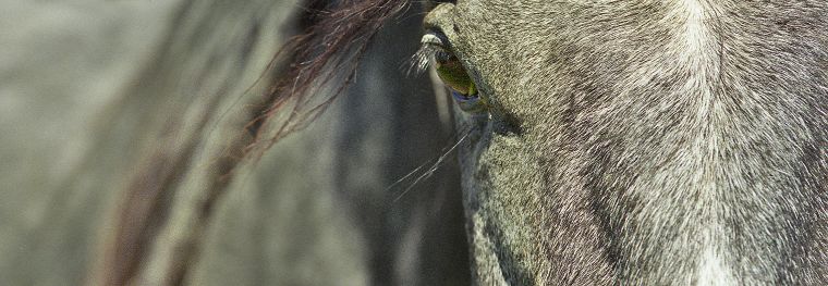 Haflinger - Schimmel - Appaloosa-Pferde - Fohlen - Pferde - Stuten - Hengste