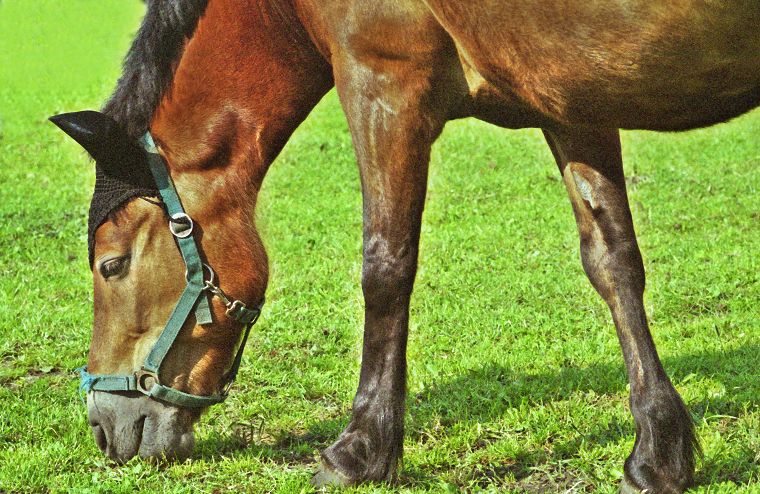 Haflinger - Schimmel - Appaloosa-Pferde - Fohlen - Pferde - Stuten - Hengste