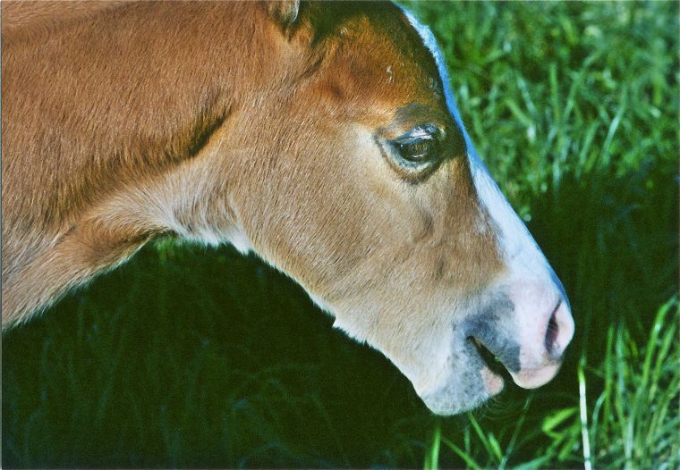 Haflinger - Schimmel - Appaloosa-Pferde - Fohlen - Pferde - Stuten - Hengste