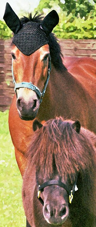Haflinger - Schimmel - Appaloosa-Pferde - Fohlen - Pferde - Stuten - Hengste
