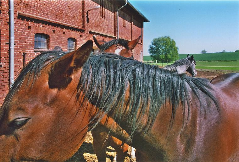 Haflinger - Stute und Fohlen