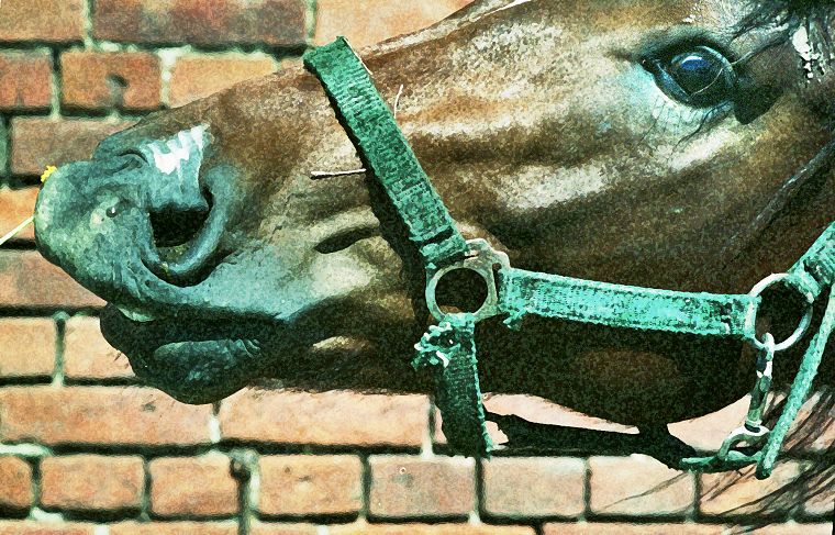 Haflinger - Fohlen - Pferde - Stuten - Hengste