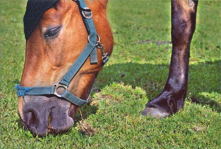 Haflinger - Schimmel - Appaloosa-Pferde - Fohlen - Pferde - Stuten - Hengste