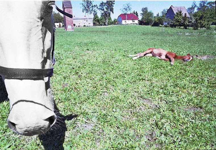 Haflinger - Schimmel - Appaloosa-Pferde - Fohlen - Pferde - Stuten - Hengste
